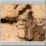 Agenioideus cinctellus - Wegwespe mit Spinne 01j - Sandgrube Niedringhaussee.jpg